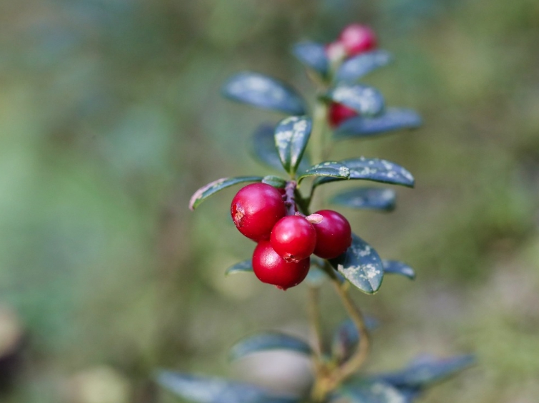 Lingonberry
