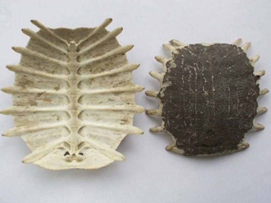 야생에서 채취를 한 자라의 등껍질을 잘 세척한 후에 건조한 것을 하얀 바닥 위에 앞면과 뒷면이 보이게 각각 1개씩을 놓고 찍은 사진