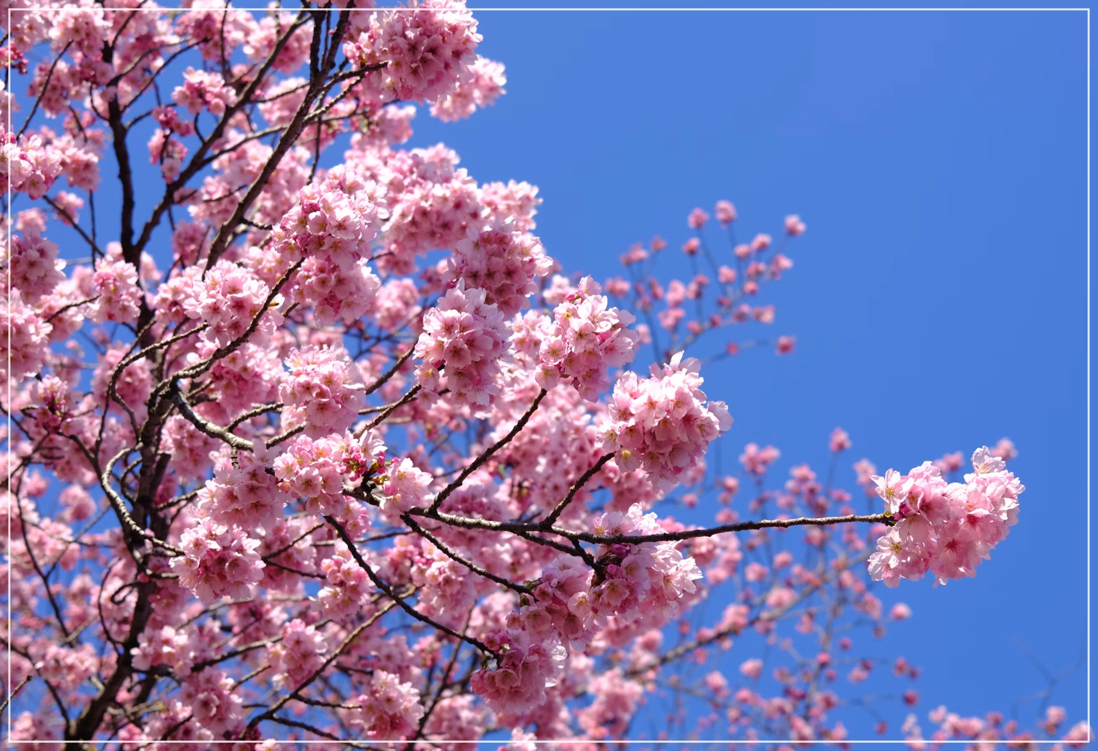 2025 전국 벚꽃명소