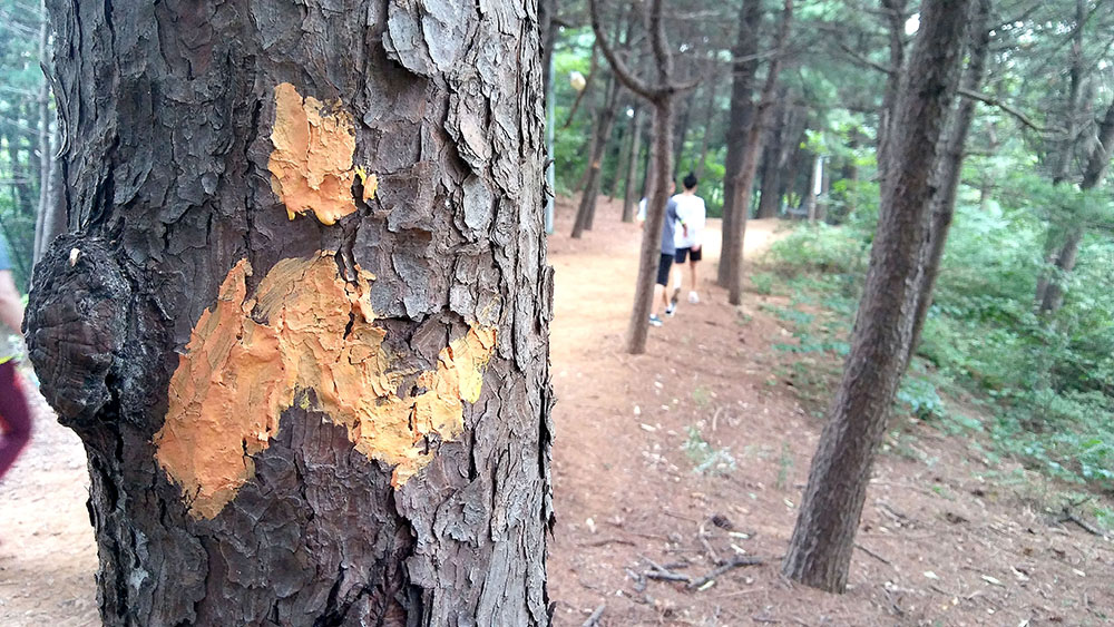 서울둘레길 4코스 대모산&middot;우면산