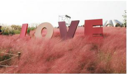 서울-하늘공원-억새축제-가는길.주차.일정안내-사진명소-사진맛집-총정리