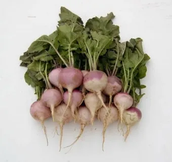 순무 재배 봄 가을 파종 비료 절감 키우기 요령_6