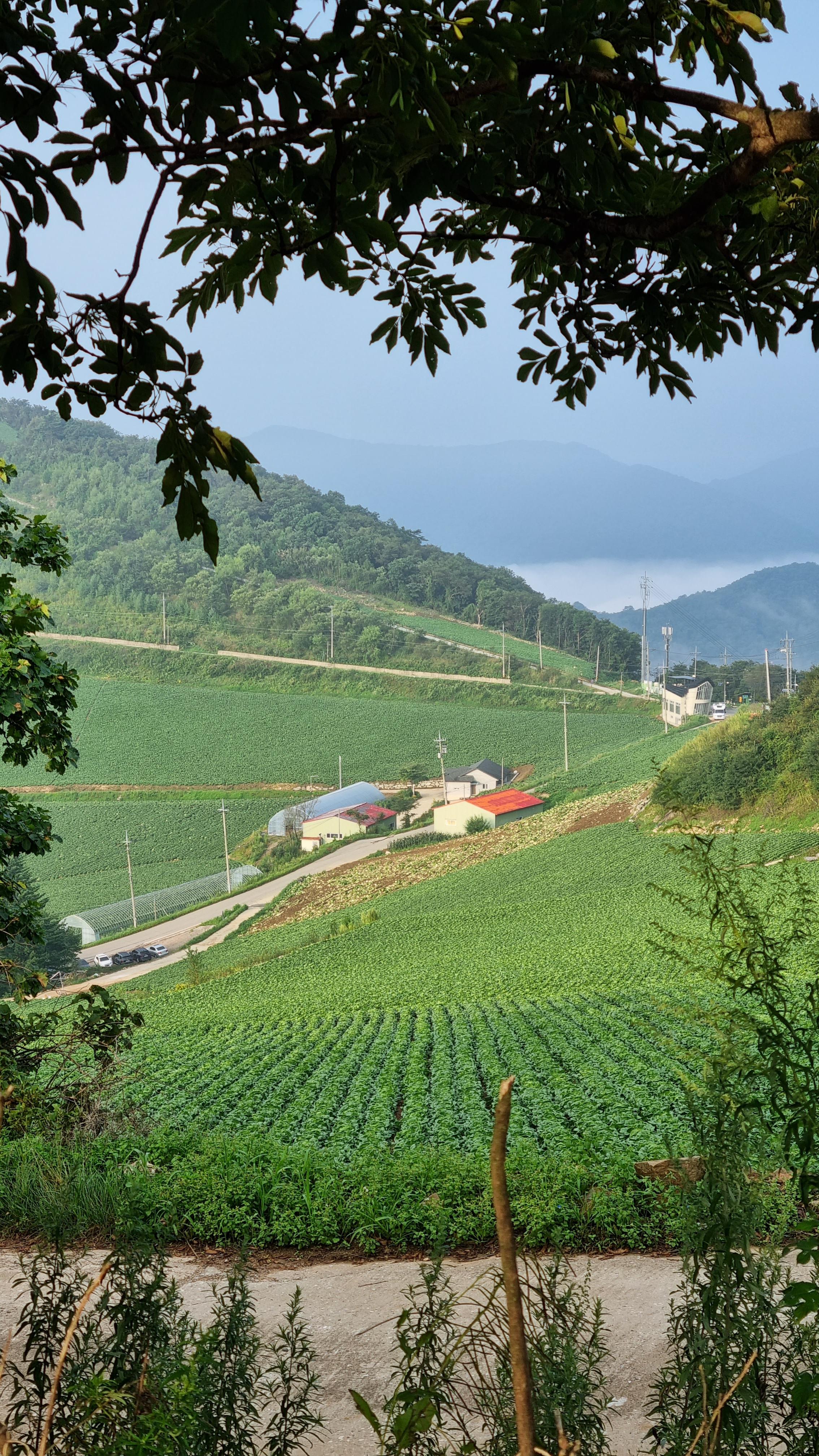 안반데기의_아침