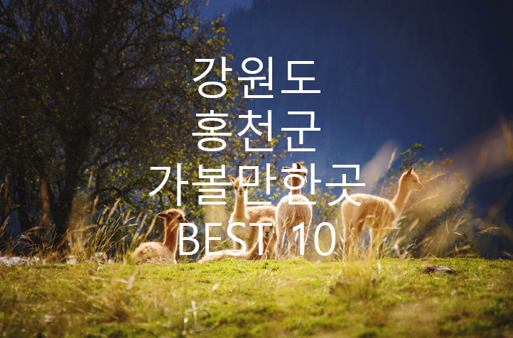 강원도 홍천군 알파카농장 사진