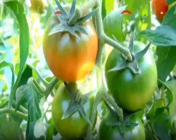 대저토마토축제_5