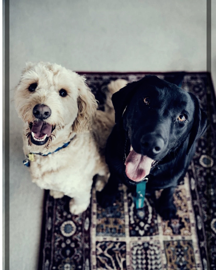 강아지 고양이 변 냄새로 알아보는 건강상태 10가지