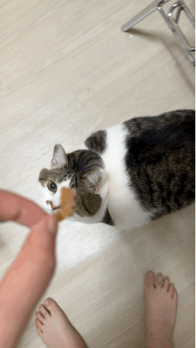 강아지 고양이 원물 간식 추천 동해형씨 레토르트 원물건조 대왕연어