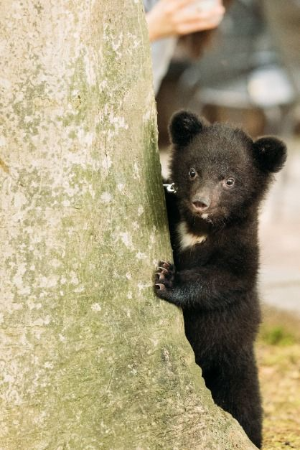 베어트리파크 봄꽃축제