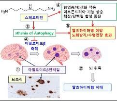 효모 스페르미딘 효능 - 뇌 건강