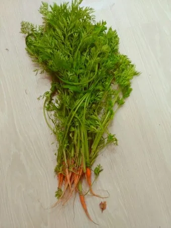 당근잎 효능과 당근잎 먹는 법 집에서 키우는 방법_8