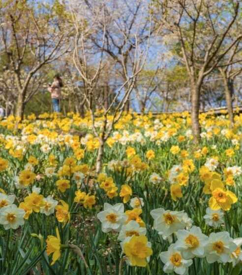 2025 화담숲 봄 수선화 축제