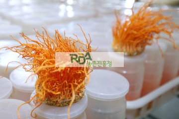 동충하초 효능과 먹는 방법, 부작용