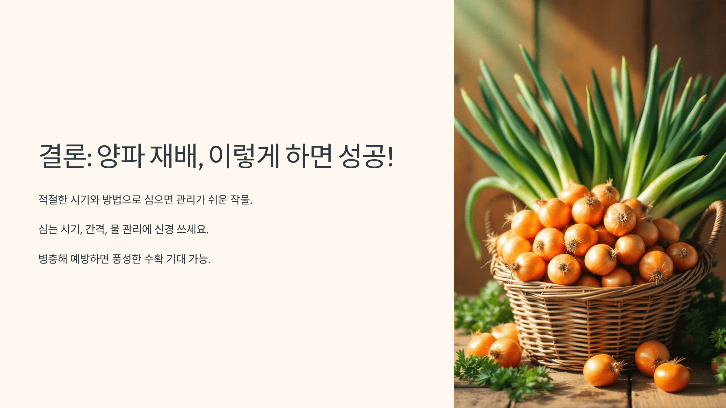 양파 사진입니다.