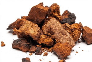 차가버섯 효능09