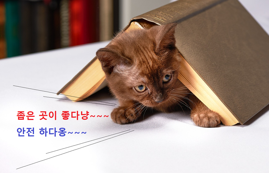 좁은 곳에 들어가 있는 고양이 사진