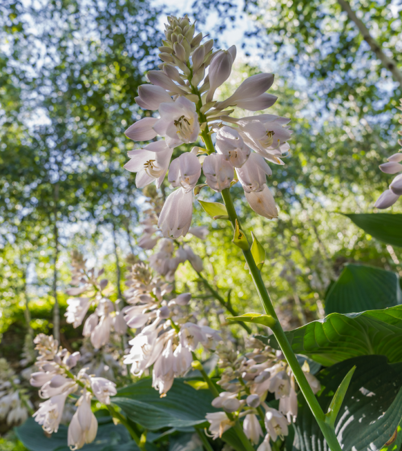 화담숲 예약 종꽃