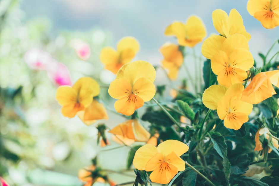 A close-up of vibrant yellow pansies in full bloom, showcasing nature's beauty outdoors.
