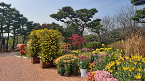 화성_우리꽃식물원_국화전시회