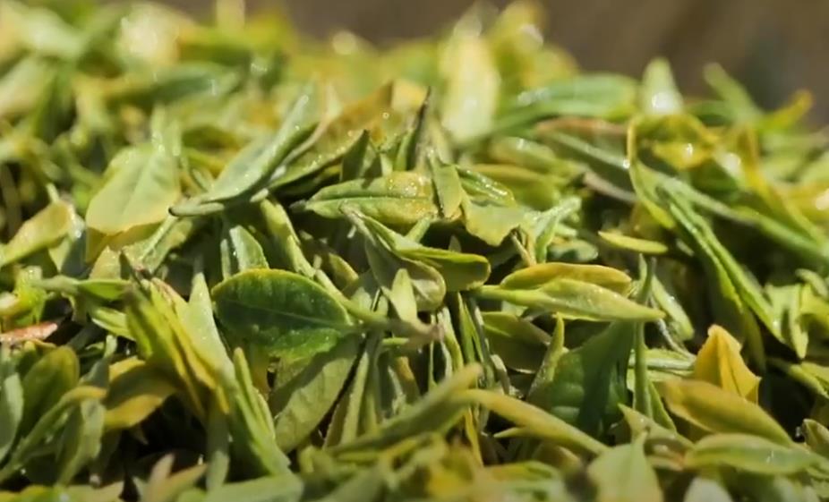 6시내고향 보성 이순신장군차 찻잎