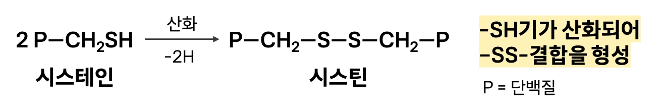 시스테인 산화 시스틴 형성, 단백질, 아미노산, 이황화결합, 이황화 브리지, disulfide bridge, disulfide bond, oxidation