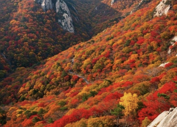 2025년 단풍시기