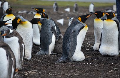 세계 펭귄의 날