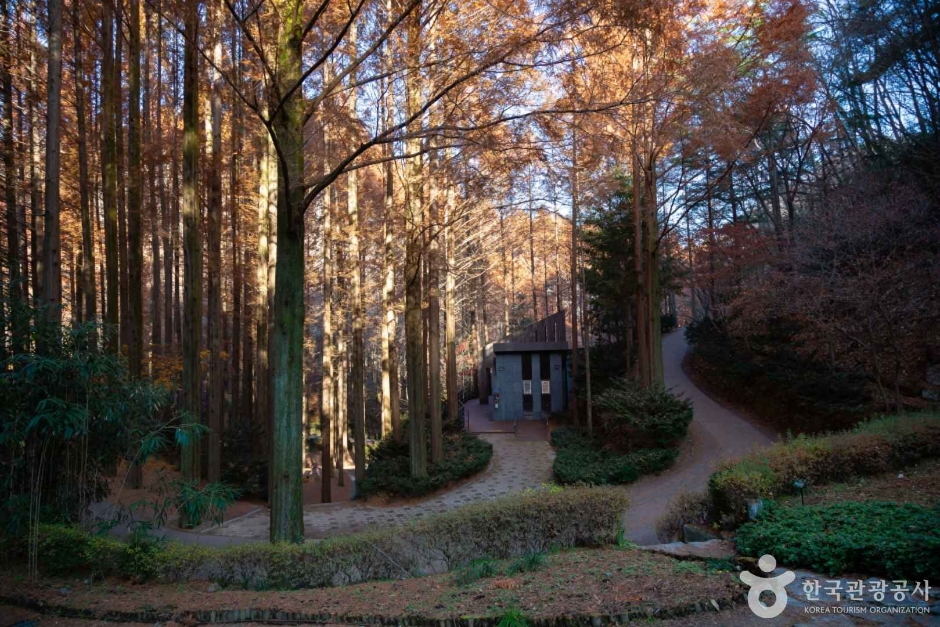 장태산 자연휴양림 메타세퀘이아 스카이웨이 출렁다리 피톤치드