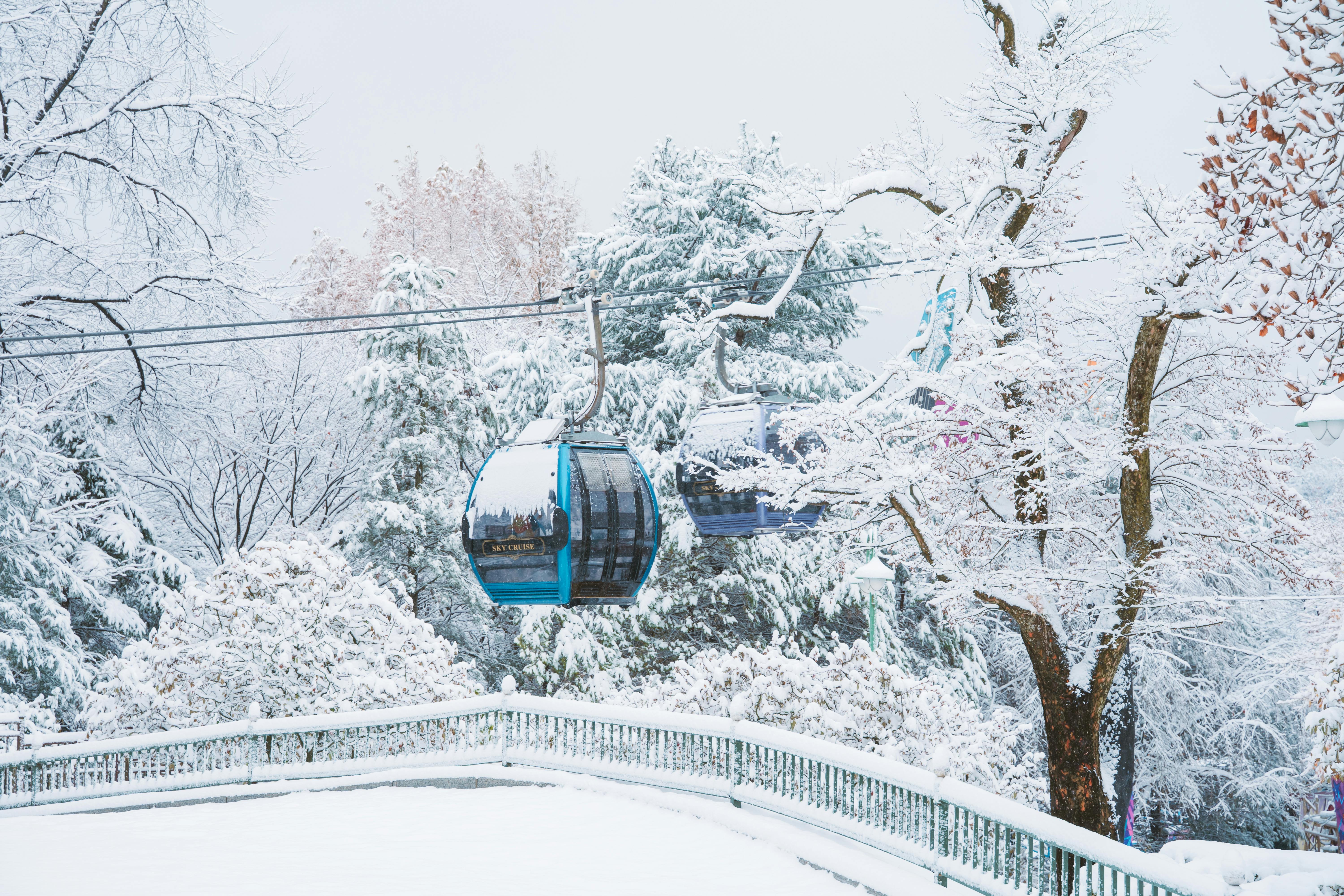 태백 눈꽃열차 관련 이미지
