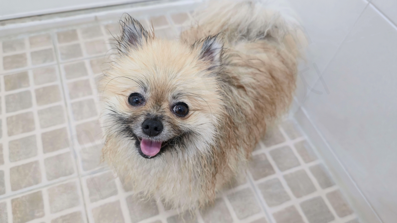 장마 산책 후 강아지