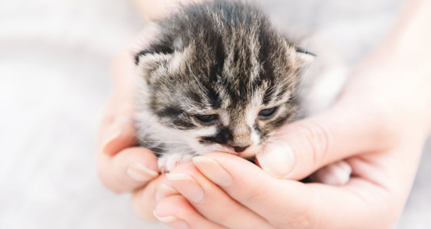고양이