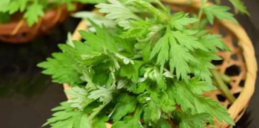 바구니에 담겨 있는 쑥