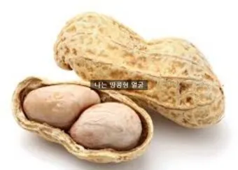 땅콩 칼로리 영양성분 과다섭취 부작용_12