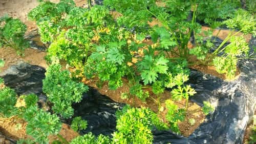 파슬리-재배-재배시기-파종시기-수확시기-솎아주기-곁가지-곁순-측지-제거하기