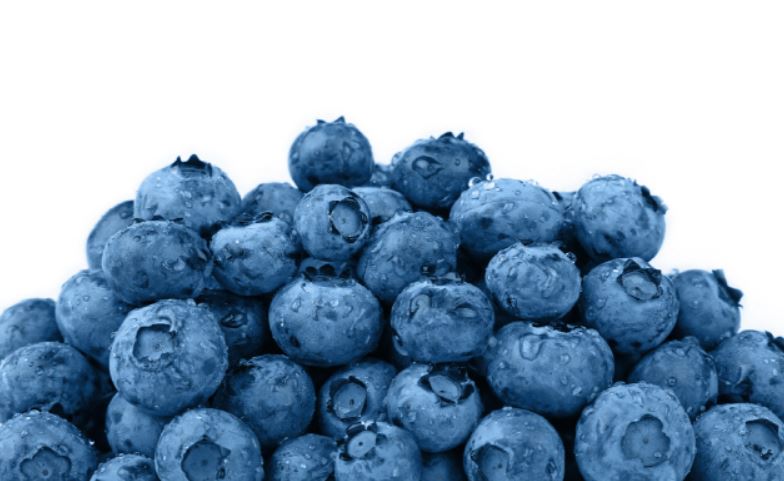 눈건강_블루베리