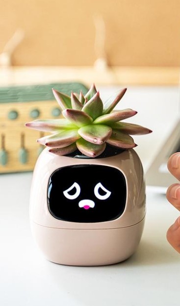 감정을 표현하는 스마트 화분, 아이비 플랜터에 심어진 다육식물