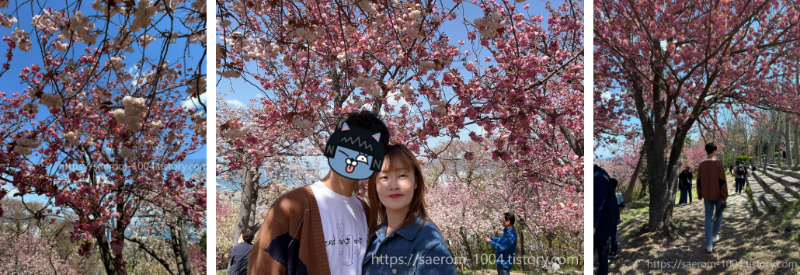 겹벚꽃과 함께