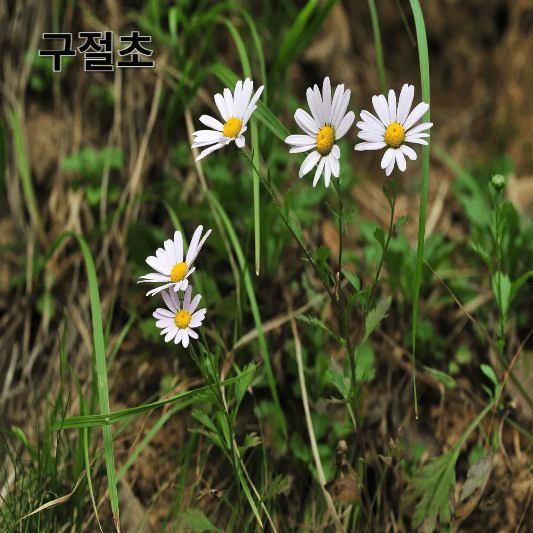 구절초의 영양소 및 효능, 채취방법, 요리 레시피