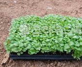 들깨 모종 심는 시기