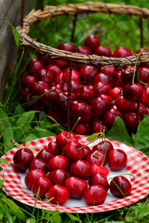 숙면 돕는 체리 사진