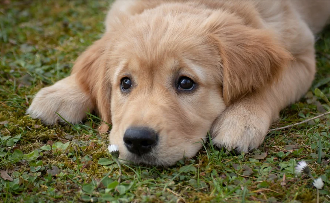 귀여운 아기 리트리버가 땅에 엎드려있다.
