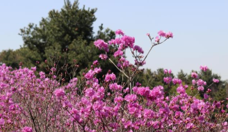 2025년 진달래 개화시기