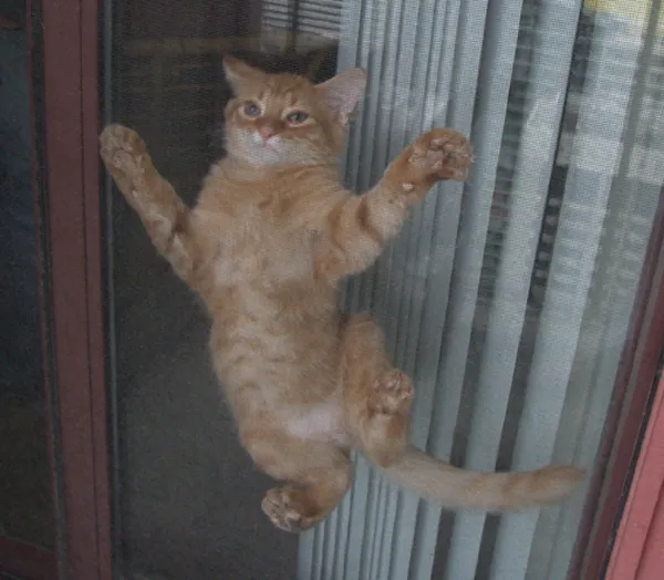 &amp;quot;고양이