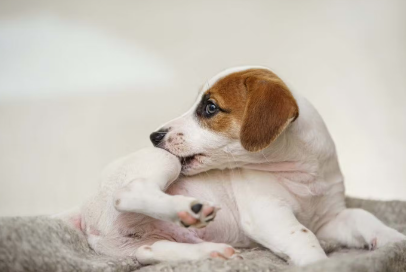 피부가 가려운 개