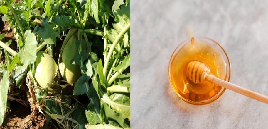 가을무 + 꿀의 조합, 감기예방 효능