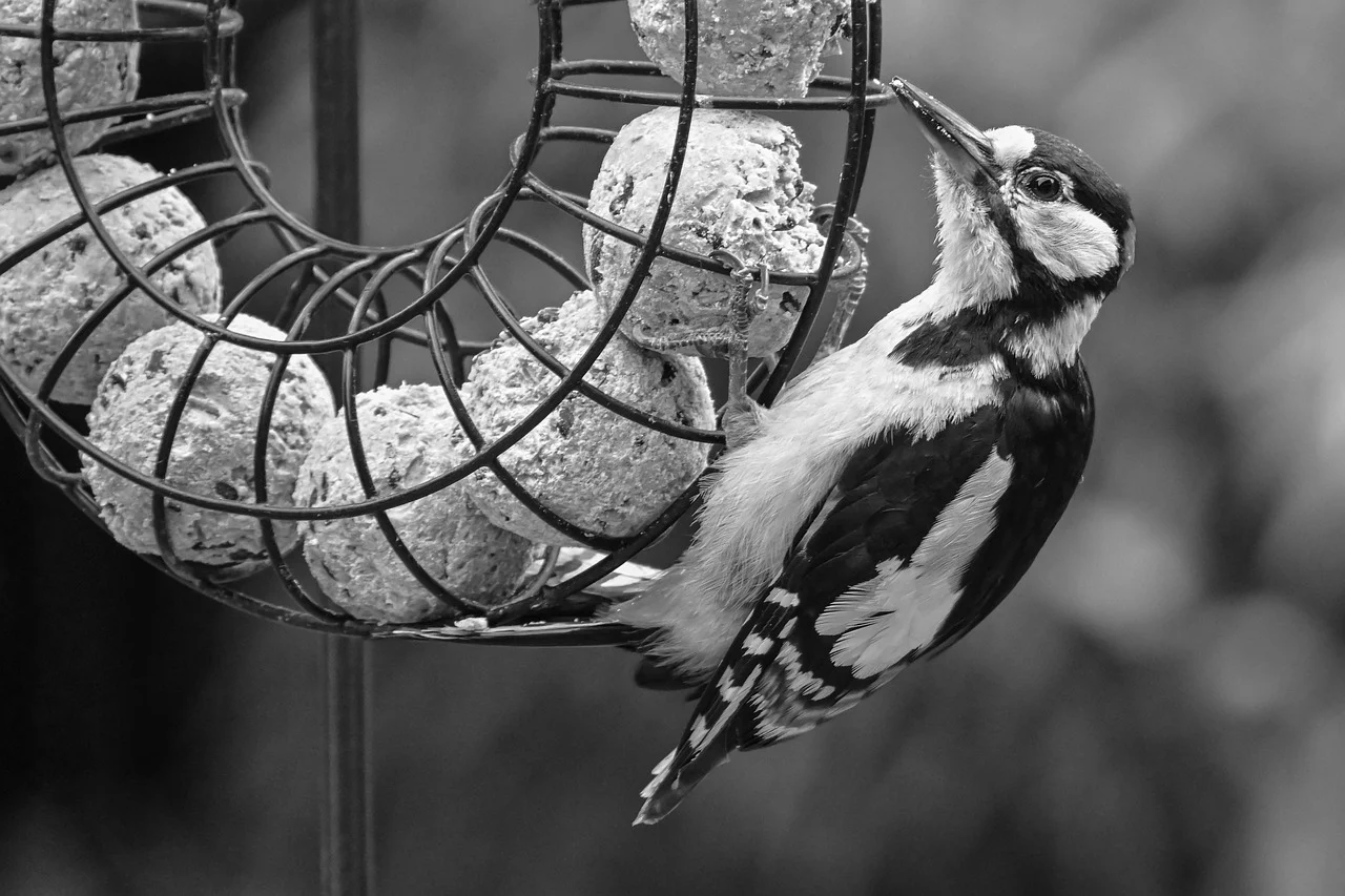 뉴칼레도니아 뜸부기의 먹이 선택 방식과 계절적 변화 분석