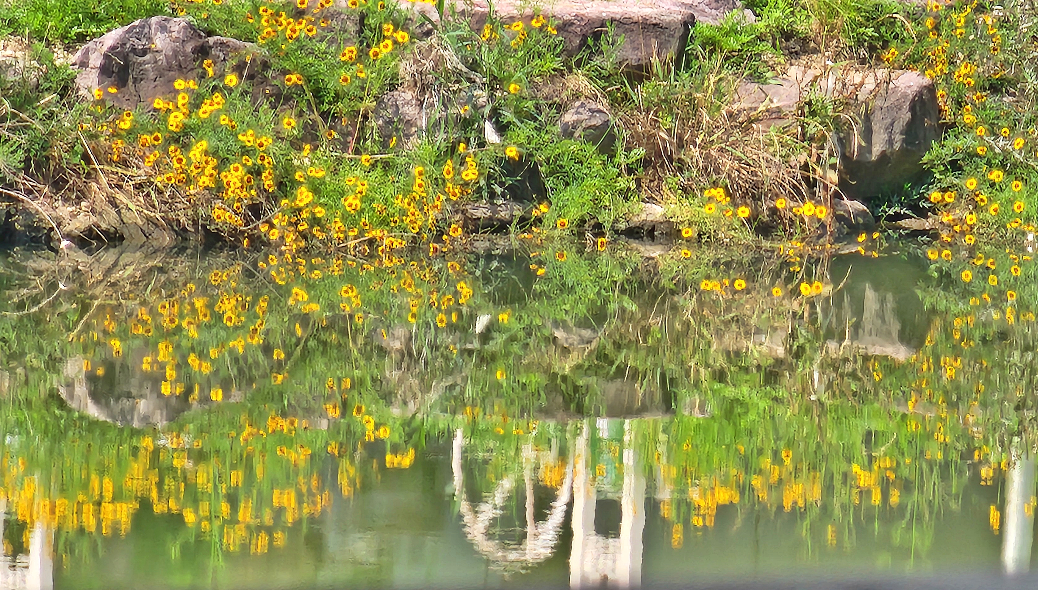 물가의 노란 야생화