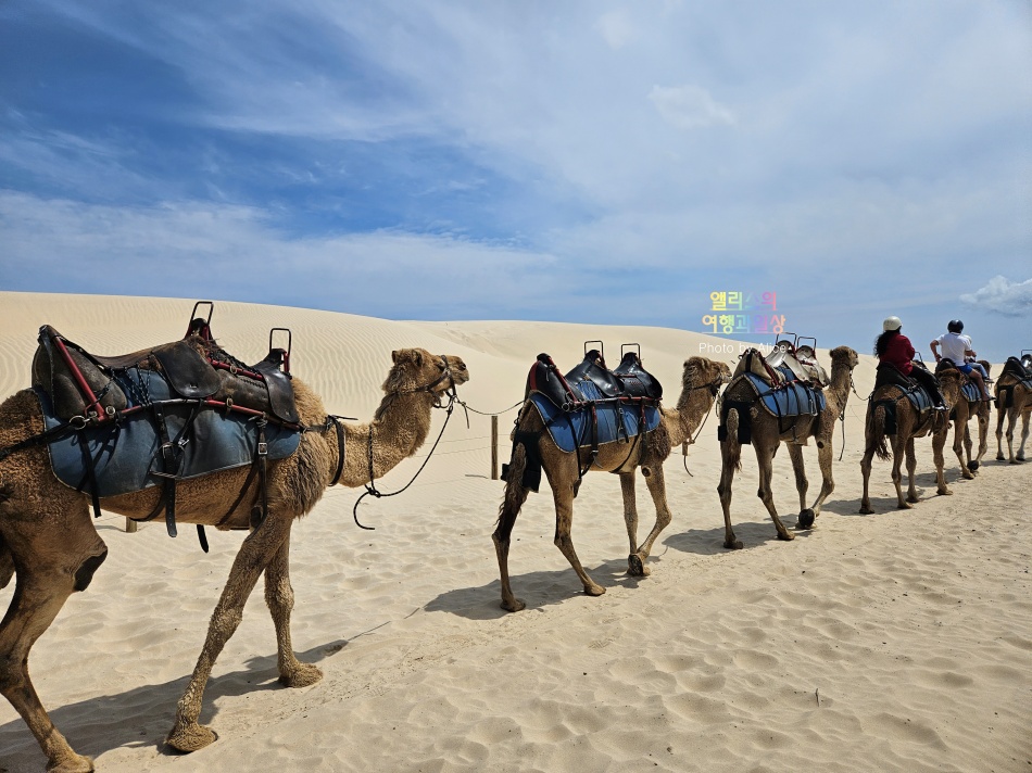 호주 시드니 사막 포트스테판 투어 솔직후기 가격 코스 야생 돌고래 크루즈