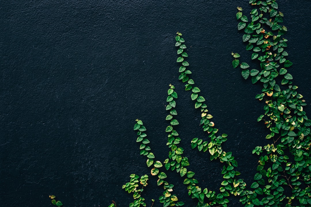 'Wall'