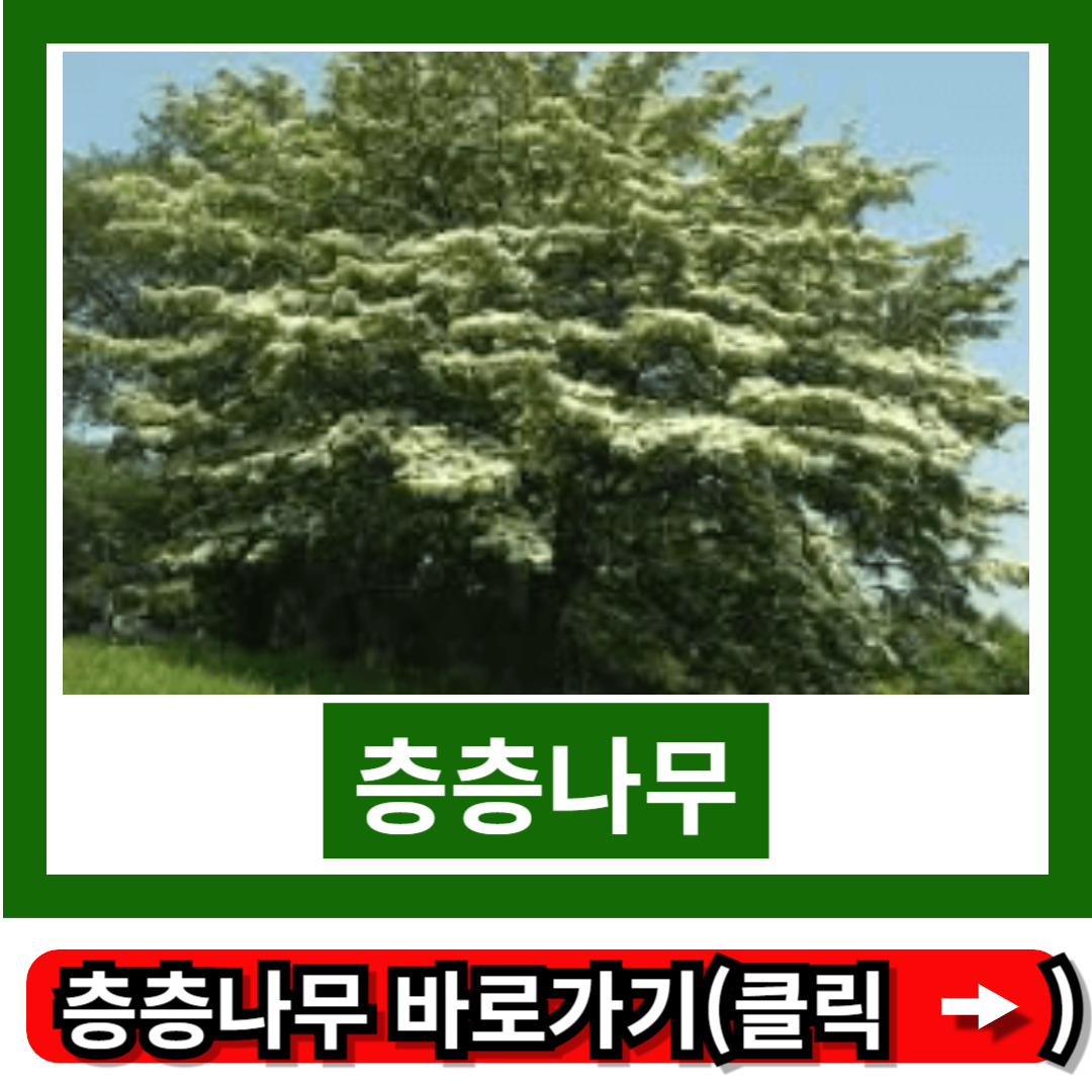 층층나무