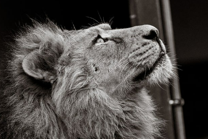 사자꿈 상황별 해몽